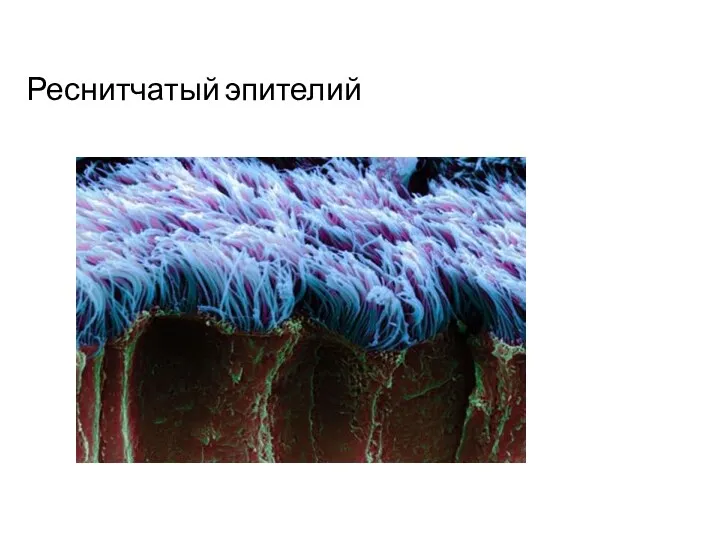 Реснитчатый эпителий