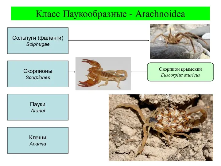 Класс Паукообразные - Arachnoidea Скорпионы Scorpiones Сольпуги (фаланги) Solphugae Пауки Aranei Клещи Acarina