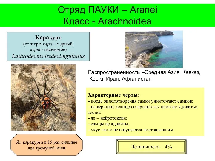 Отряд ПАУКИ – Aranei Класс - Arachnoidea Каракурт (от тюрк. кара – черный,