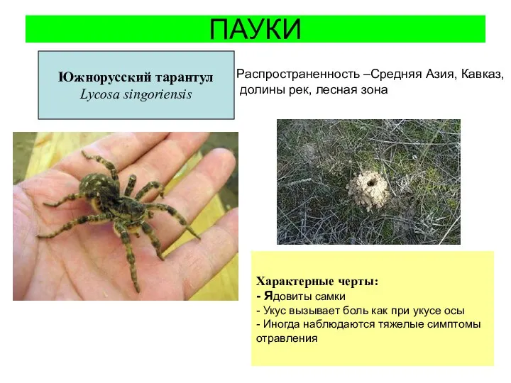 ПАУКИ Южнорусский тарантул Lycosa singoriensis Распространенность –Средняя Азия, Кавказ, долины
