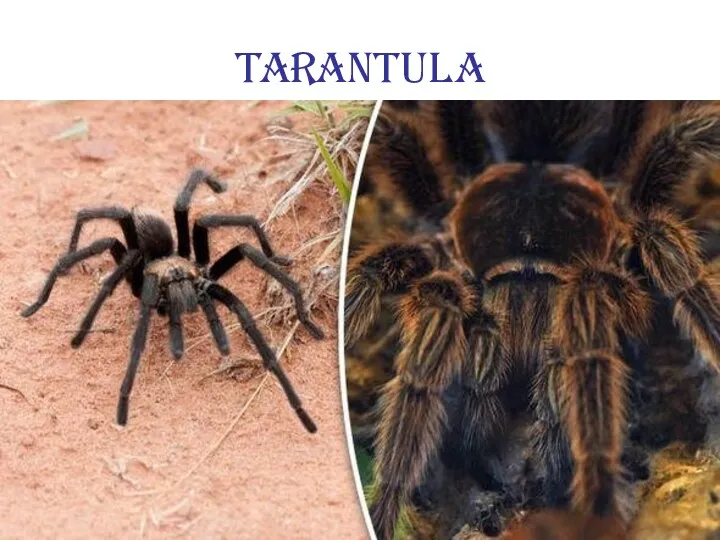 Tarantula