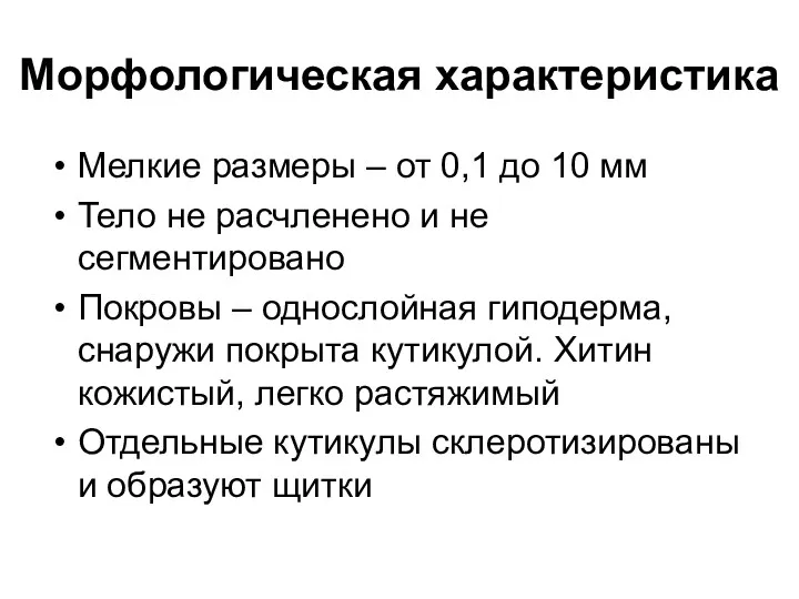 Морфологическая характеристика Мелкие размеры – от 0,1 до 10 мм Тело не расчленено