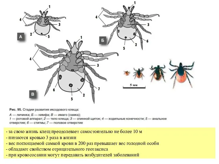 - за свою жизнь клещ преодолевает самостоятельно не более 10