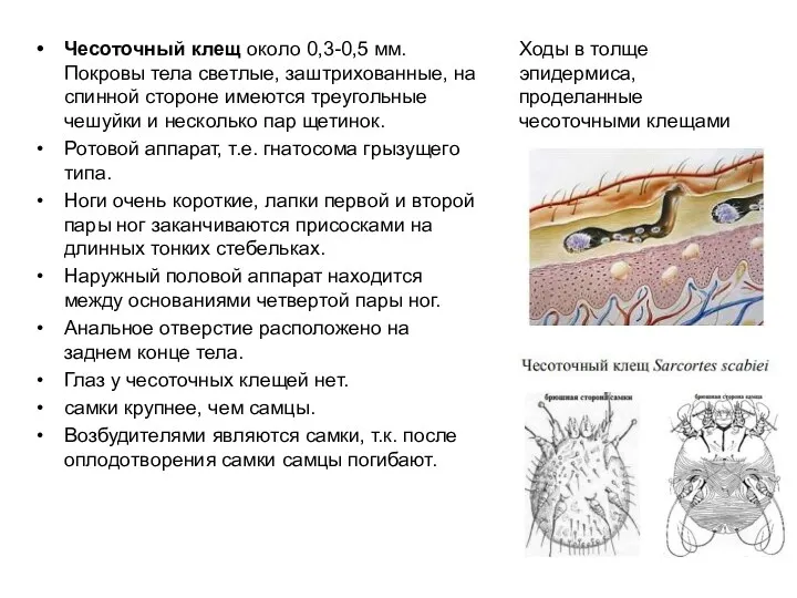 Чесоточный клещ около 0,3-0,5 мм. Покровы тела светлые, заштрихованные, на