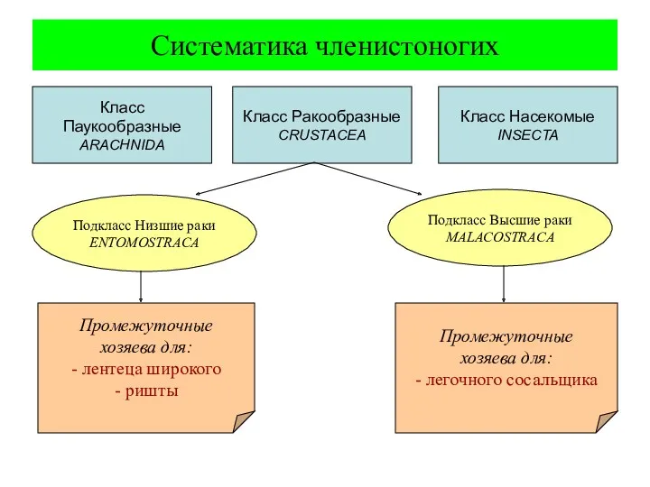 Систематика членистоногих Класс Ракообразные CRUSTACEA Класс Паукообразные ARACHNIDA Класс Насекомые