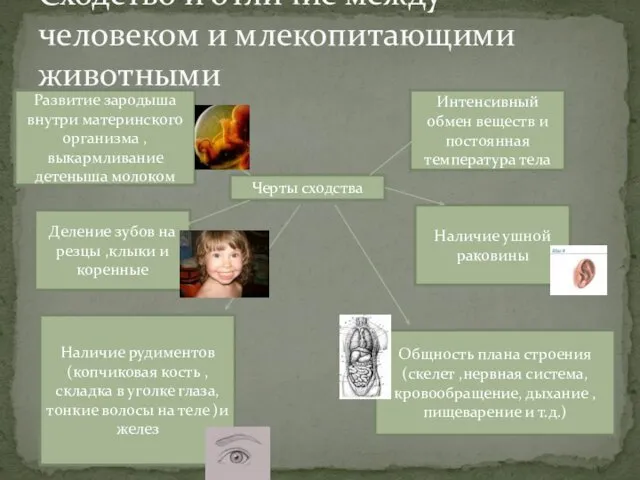 Сходство и отличие между человеком и млекопитающими животными Развитие зародыша