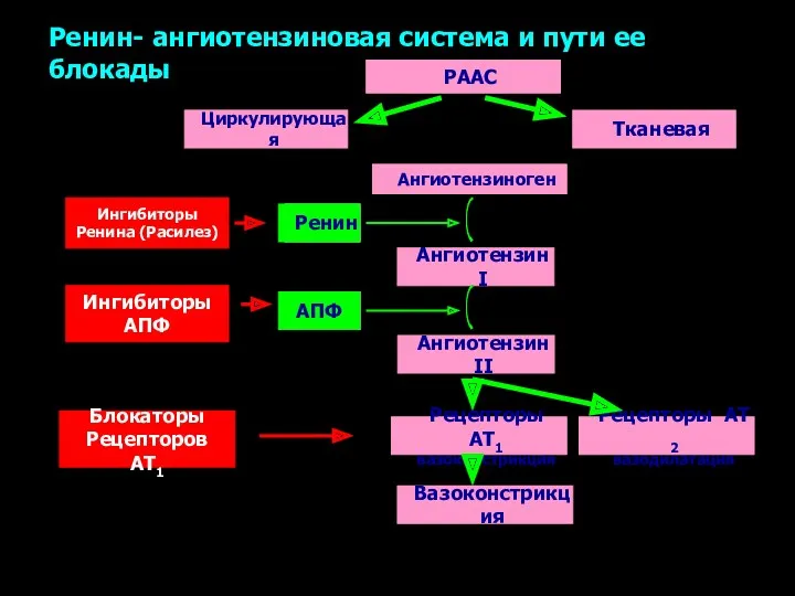 Ангиотензиноген Ангиотензин I Ангиотензин II АПФ Ренин Рецепторы АТ1 вазоконстрикция Циркулирующая Тканевая Ингибиторы