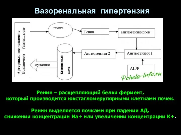 Вазоренальная гипертензия Ренин – расщепляющий белки фермент, который производится юкстагломерулярными