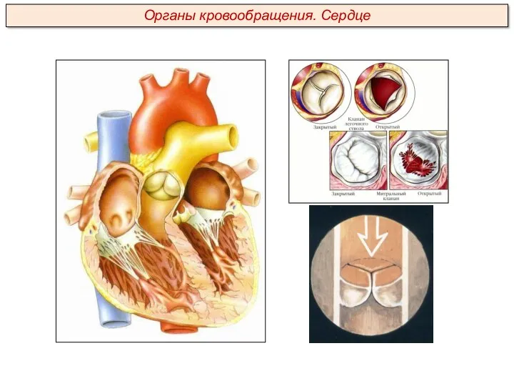 Органы кровообращения. Сердце