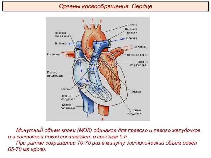 Минутный объем крови (МОК) одинаков для правого и левого желудочков