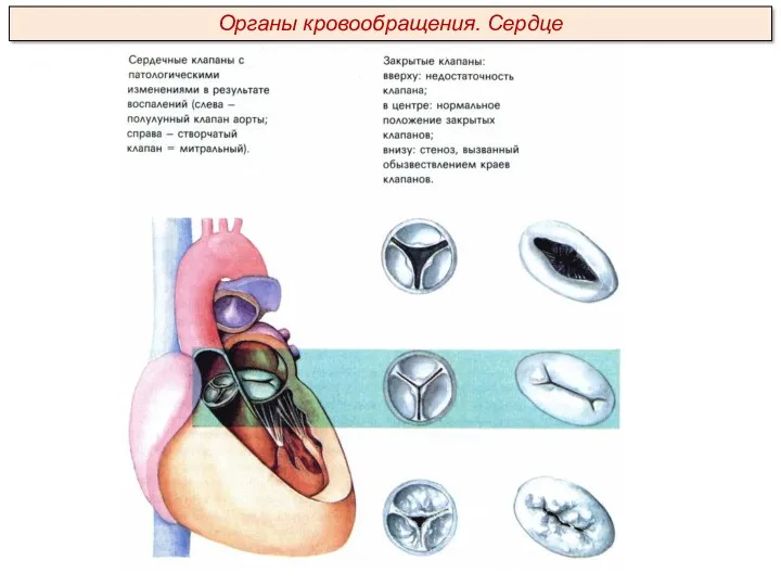 Органы кровообращения. Сердце