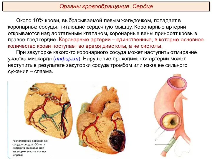 Около 10% крови, выбрасываемой левым желудочком, попадает в коронарные сосуды,