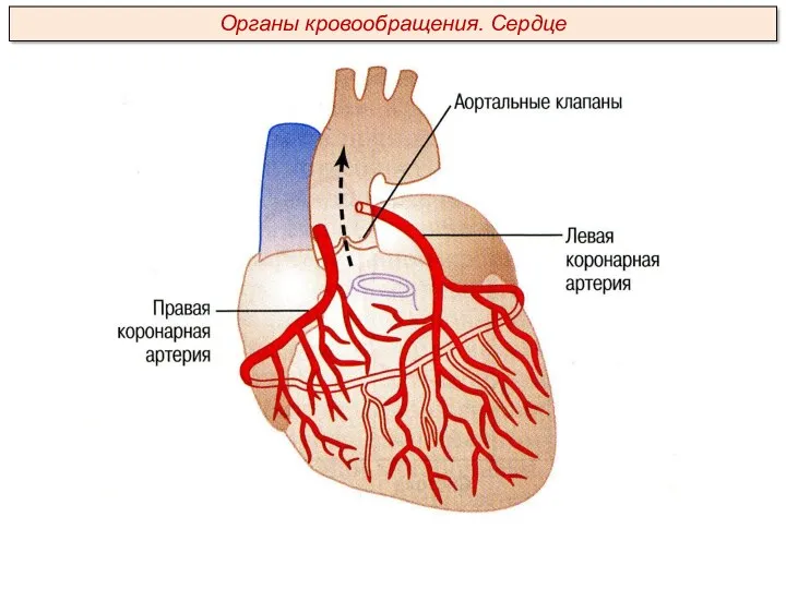 Органы кровообращения. Сердце