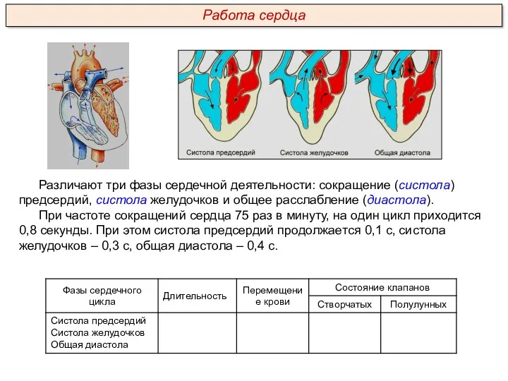 Различают три фазы сердечной деятельности: сокращение (систола) предсердий, систола желудочков