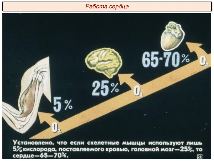 Работа сердца