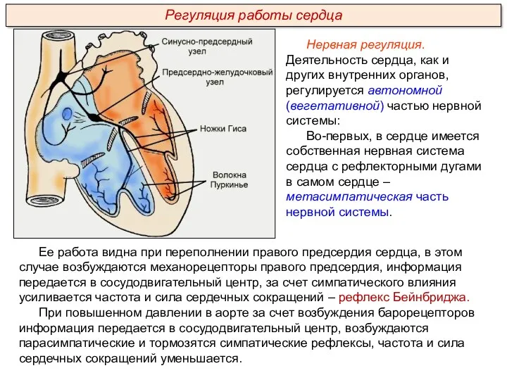 Нервная регуляция. Деятельность сердца, как и других внутренних органов, регулируется