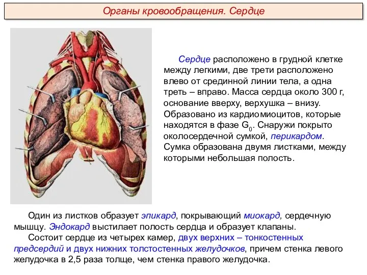 Сердце расположено в грудной клетке между легкими, две трети расположено