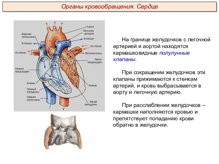 На границе желудочков с легочной артерией и аортой находятся кармашковидные