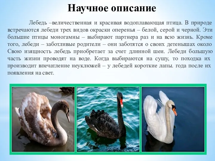 Научное описание Лебедь –величественная и красивая водоплавающая птица. В природе