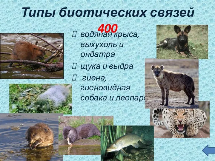 Типы биотических связей 400 водяная крыса, выхухоль и ондатра щука