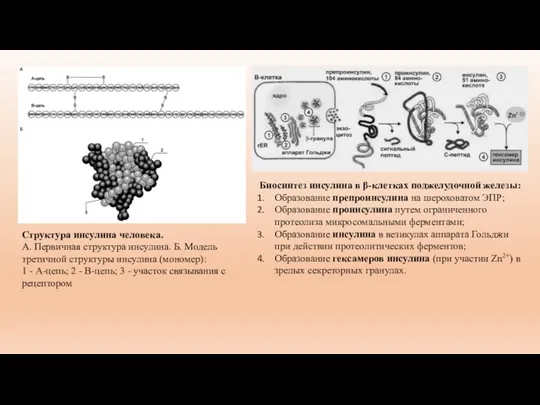 Структура инсулина человека. А. Первичная структура инсулина. Б. Модель третичной