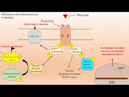 Механизм действия инсулина в мышцах ДНК Активация деления клетки, активация биосинтеза белка ЯДРО