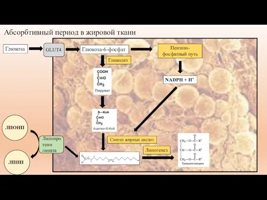 Абсорбтивный период в жировой ткани Липогенез Глюкоза Глюкоза-6-фосфат Гликолиз Пентозо-фосфатный
