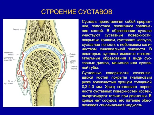 СТРОЕНИЕ СУСТАВОВ Суставы представляют собой прерыв-ное, полостное, подвижное соедине-ние костей.