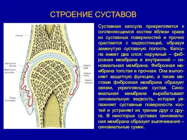 СТРОЕНИЕ СУСТАВОВ Суставная капсула прикрепляется к сочленяющимся костям вблизи краев