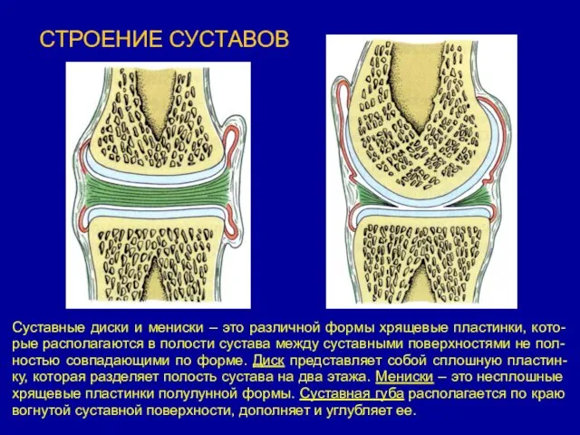 СТРОЕНИЕ СУСТАВОВ Суставные диски и мениски – это различной формы