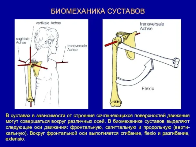 БИОМЕХАНИКА СУСТАВОВ В суставах в зависимости от строения сочленяющихся поверхностей