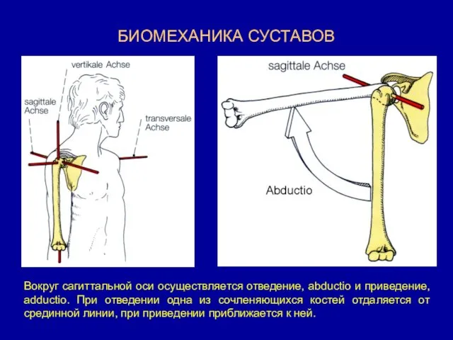 БИОМЕХАНИКА СУСТАВОВ Вокруг сагиттальной оси осуществляется отведение, abductio и приведение,