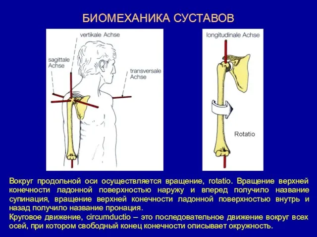 БИОМЕХАНИКА СУСТАВОВ Вокруг продольной оси осуществляется вращение, rotatio. Вращение верхней