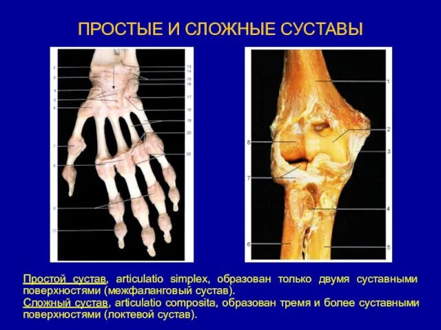 ПРОСТЫЕ И СЛОЖНЫЕ СУСТАВЫ Простой сустав, articulatio simplex, образован только