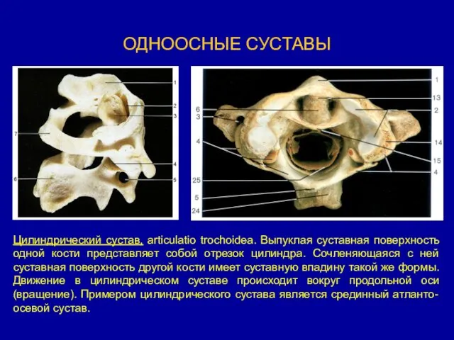 ОДНООСНЫЕ СУСТАВЫ Цилиндрический сустав, articulatio trochoidea. Выпуклая суставная поверхность одной