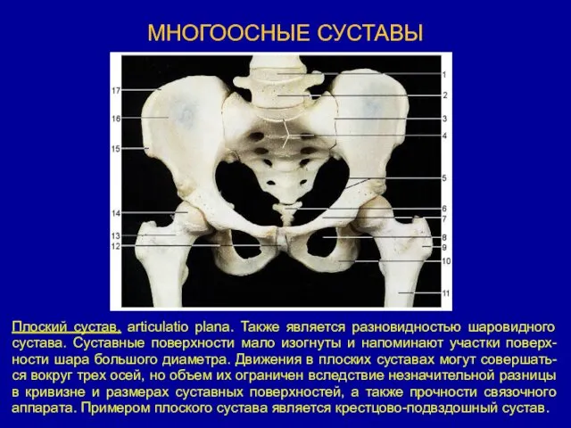 МНОГООСНЫЕ СУСТАВЫ Плоский сустав, articulatio plana. Также является разновидностью шаровидного