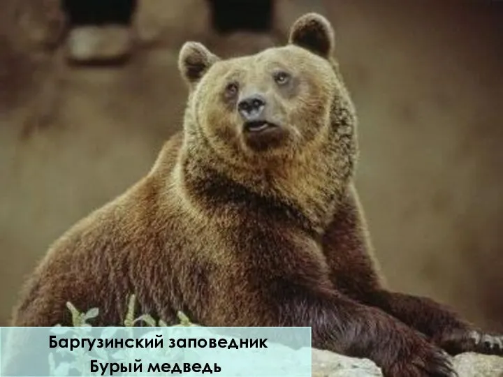Баргузинский заповедник Бурый медведь