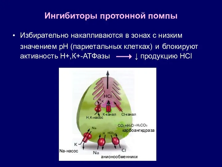 Ингибиторы протонной помпы Избирательно накапливаются в зонах с низким значением