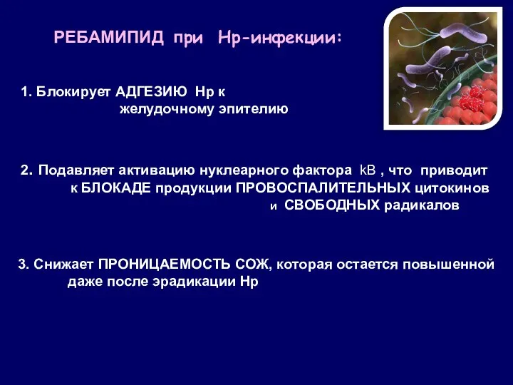 1. Блокирует АДГЕЗИЮ Нр к желудочному эпителию РЕБАМИПИД при Нр-инфекции: