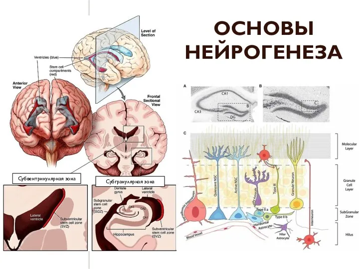 ОСНОВЫ НЕЙРОГЕНЕЗА Субвентрикулярная зона Субгранулярная зона