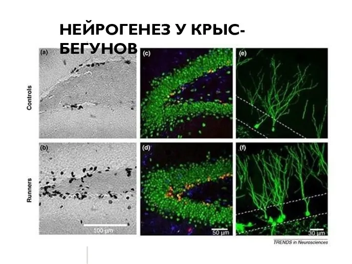 НЕЙРОГЕНЕЗ У КРЫС-БЕГУНОВ