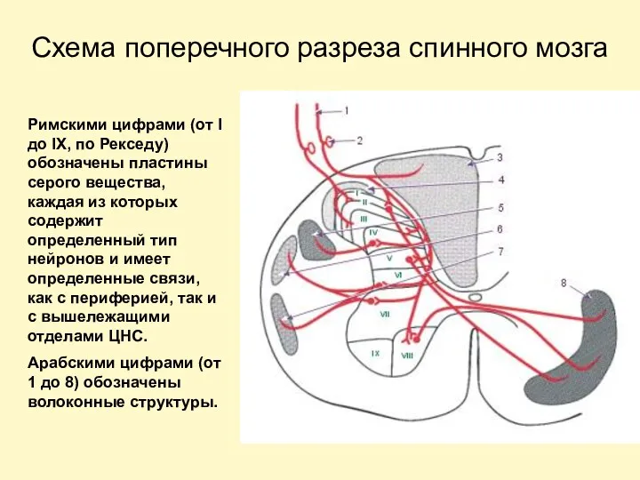 Схема поперечного разреза спинного мозга Римскими цифрами (от I до