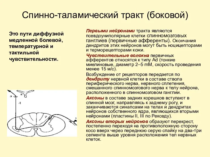 Спинно-таламический тракт (боковой) Это пути диффузной медленной болевой, температурной и тактильной чувствительности. Первыми