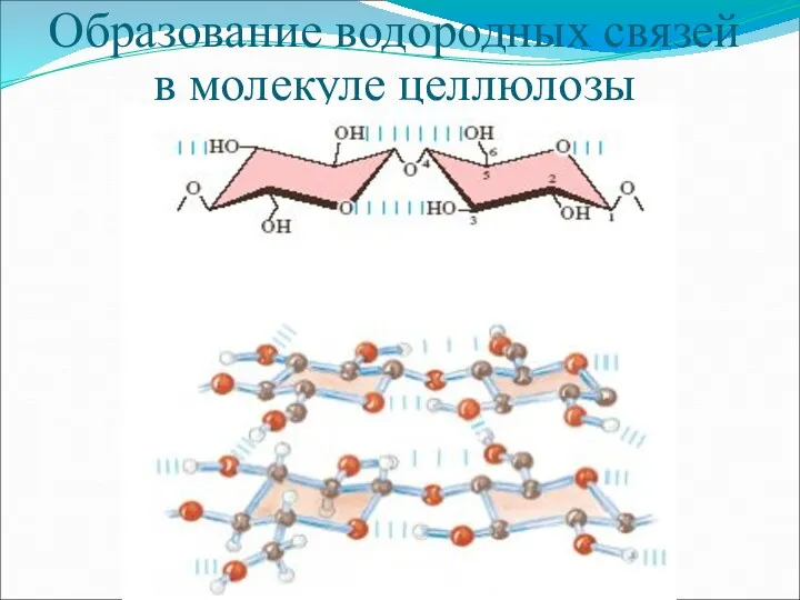 Образование водородных связей в молекуле целлюлозы