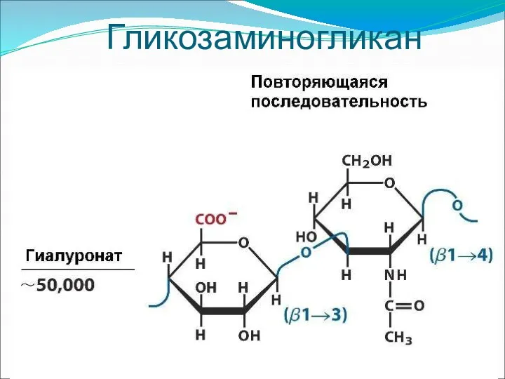 Гликозаминогликаны