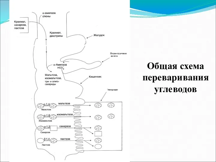 Общая схема переваривания углеводов