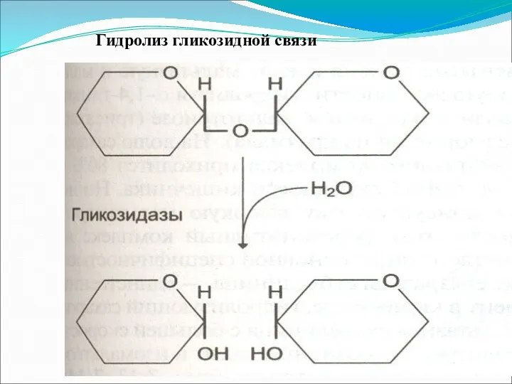 Гидролиз гликозидной связи