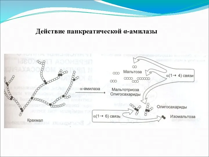 Действие панкреатической α-амилазы