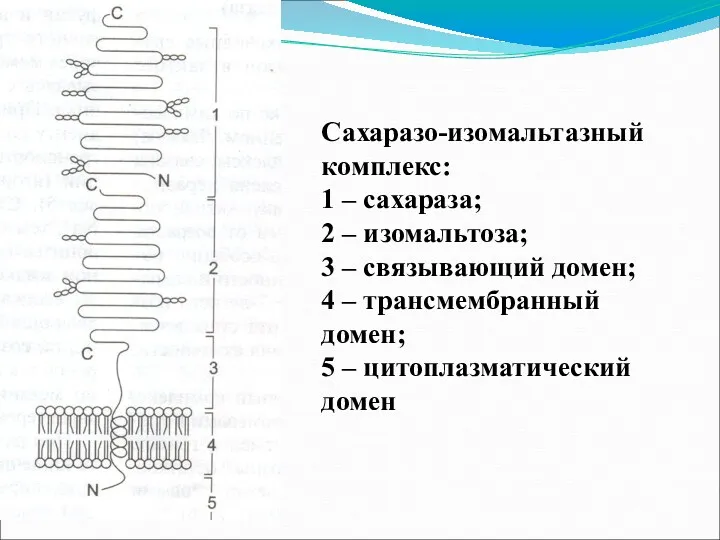 Сахаразо-изомальтазный комплекс: 1 – сахараза; 2 – изомальтоза; 3 – связывающий домен; 4