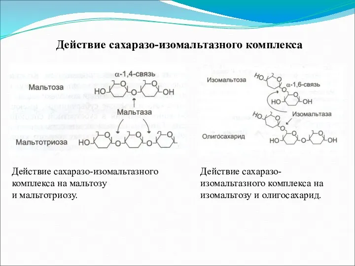 Действие сахаразо-изомальтазного комплекса Действие сахаразо-изомальтазного комплекса на мальтозу и мальтотриозу.